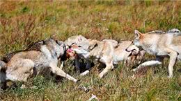 为狗祖宗自制生骨肉营养又美味（内附详细喂食配比干货）