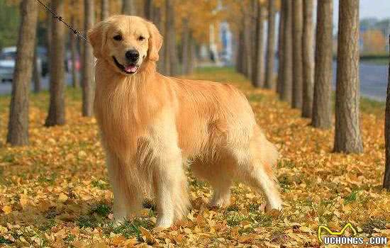 狗狗手术后会贫血吗?什么情况下的狗狗会贫血