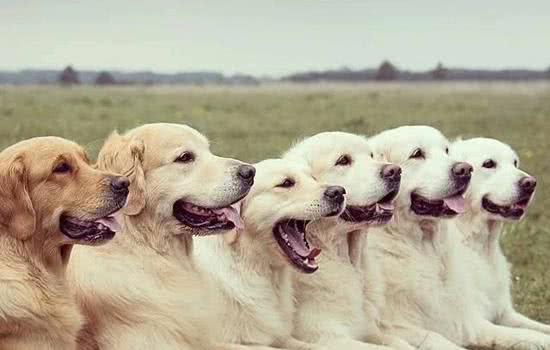 狗狗手术后会贫血吗?什么情况下的狗狗会贫血