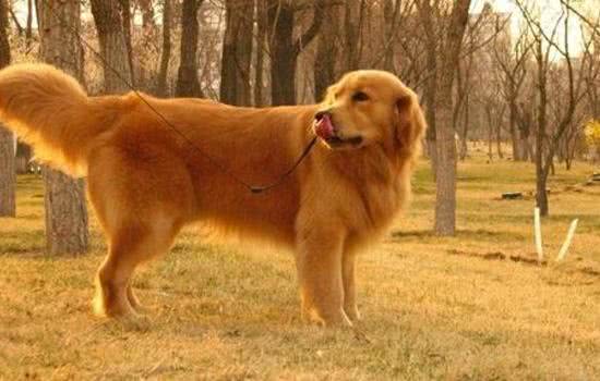 狗狗手术后会贫血吗?什么情况下的狗狗会贫血