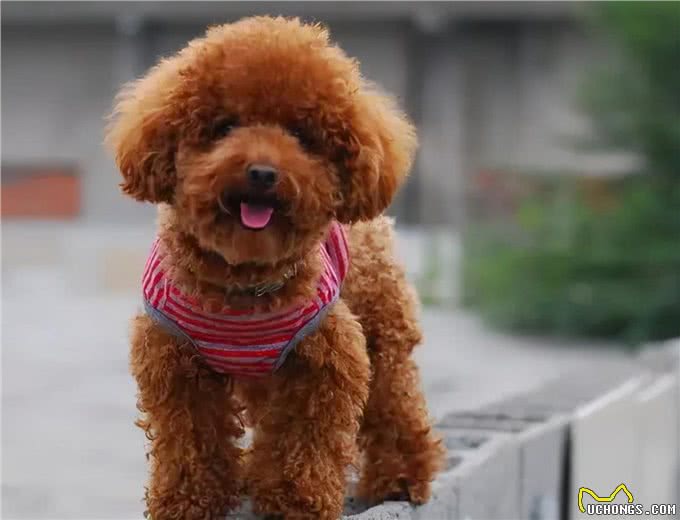 泰迪为什么招人厌烦?