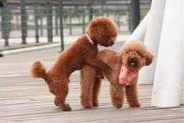 泰迪为什么招人厌烦?