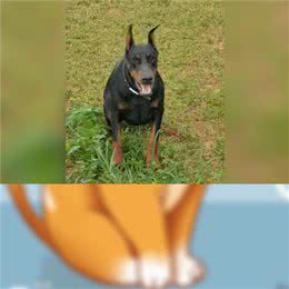 杜宾犬的优缺点—大型犬