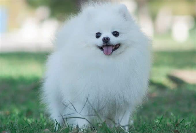 不知道怎么选博美狗粮?注意好这几个要求，就能选到对的狗粮