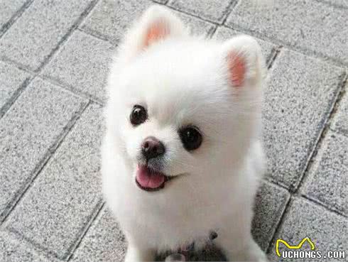 不知道怎么选博美狗粮?注意好这几个要求，就能选到对的狗粮