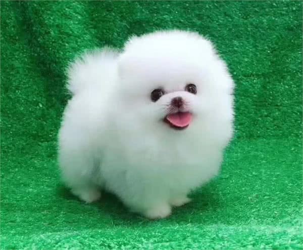 不知道怎么选博美狗粮?注意好这几个要求，就能选到对的狗粮