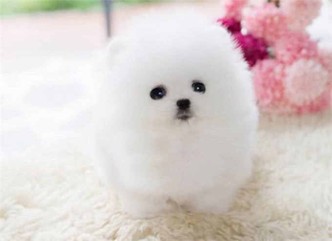 不知道怎么选博美狗粮?注意好这几个要求，就能选到对的狗粮