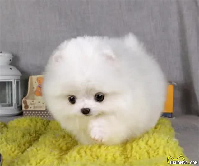 不知道怎么选博美狗粮?注意好这几个要求，就能选到对的狗粮