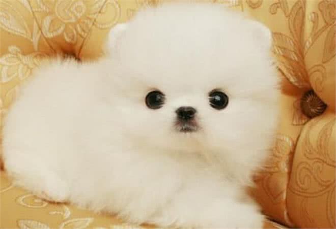 不知道怎么选博美狗粮?注意好这几个要求，就能选到对的狗粮