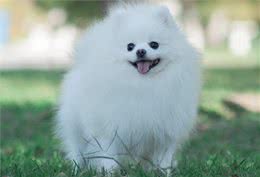 不知道怎么选博美狗粮?注意好这几个要求，就能选到对的狗粮