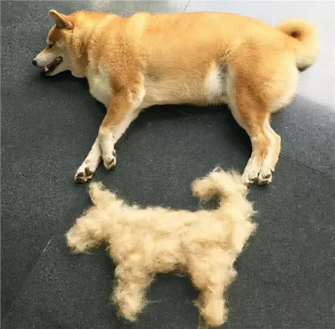 秋季养狗攻略请查收