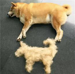 秋季养狗攻略请查收