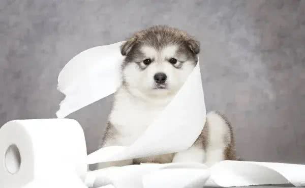 狗狗爱吃纸的原因及解决方法