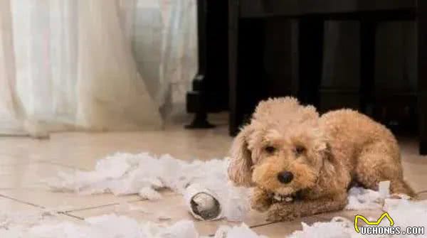 狗狗爱吃纸的原因及解决方法