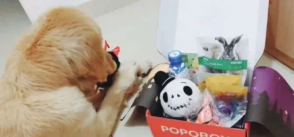 狗狗爱吃纸的原因及解决方法