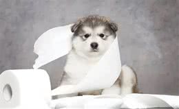 狗狗爱吃纸的原因及解决方法