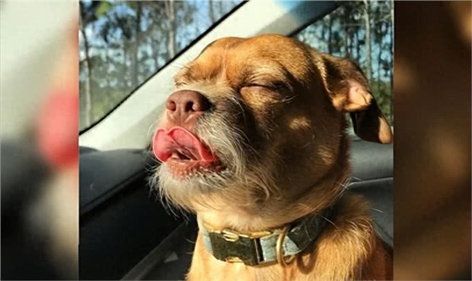 狗狗的胡须到底有什么用?可以剪掉吗?