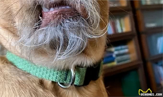 狗狗的胡须到底有什么用?可以剪掉吗?