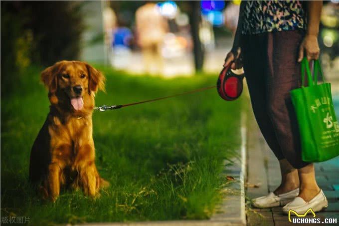 遛狗大揭秘:健康秘诀超乎你想象