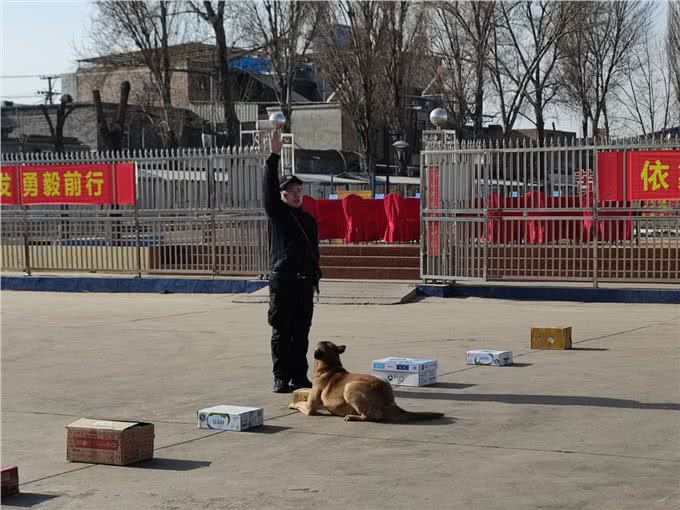 最强汪者是怎样炼成的?探访全省警犬技术培训班