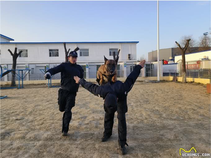 最强汪者是怎样炼成的?探访全省警犬技术培训班