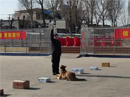 最强汪者是怎样炼成的?探访全省警犬技术培训班