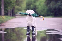 狗狗有攻击性行为，主人怎么办?这些方法可以保护路人和狗狗