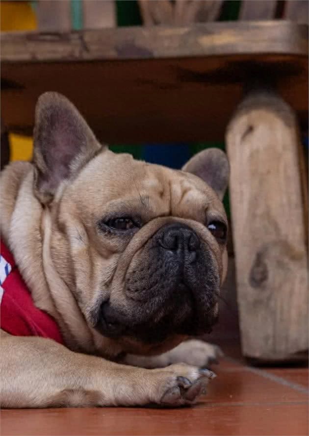 夏天狗狗不吃东西，背后的原因你知道吗?