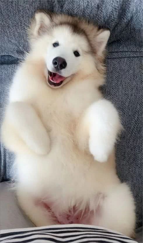 夏天狗狗不吃东西，背后的原因你知道吗?