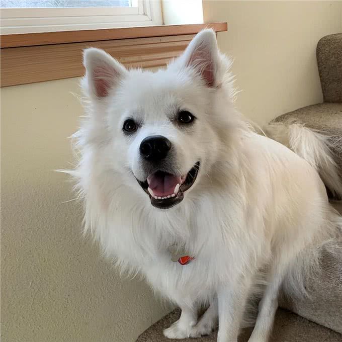 夏天狗狗不吃东西，背后的原因你知道吗?