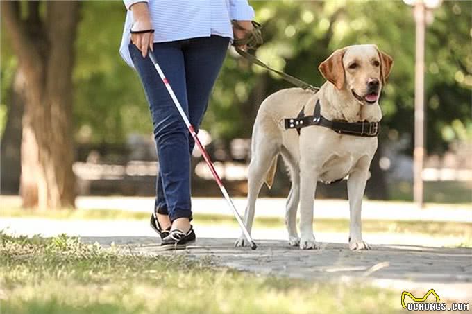 揭秘狗狗惯用手的秘密，你家汪星人是不是个左撇子?