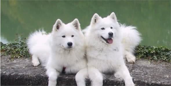 如何训练狗狗规矩的排泄