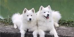 如何训练狗狗规矩的排泄