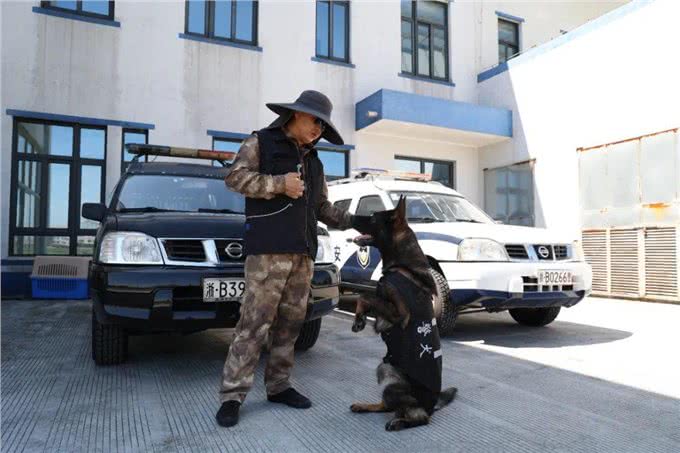 驯犬员陈定锋和他的小兄弟们