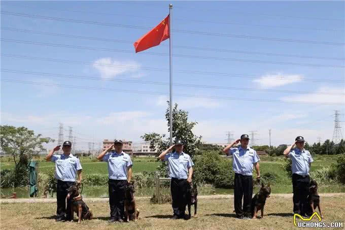 驯犬员陈定锋和他的小兄弟们