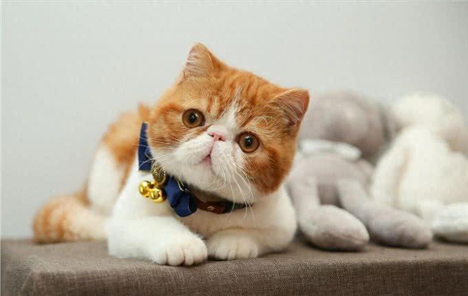 为什么加菲猫的弃养率这么高?网友：养过一次就怕了