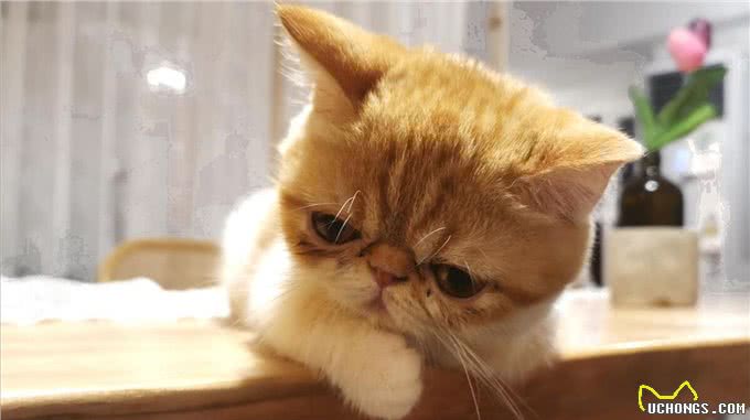 为什么加菲猫的弃养率这么高?网友：养过一次就怕了