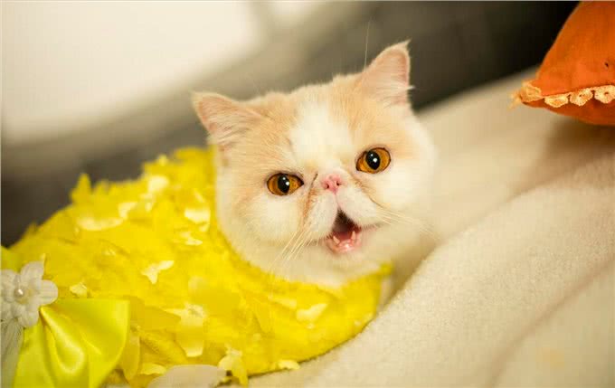 为什么加菲猫的弃养率这么高?网友：养过一次就怕了