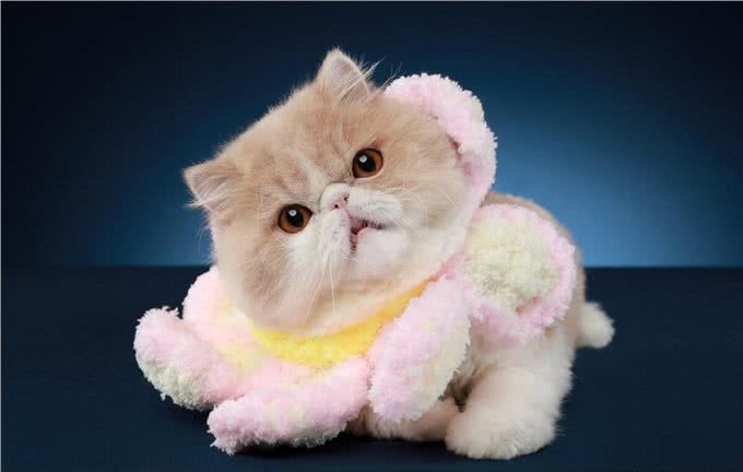 为什么加菲猫的弃养率这么高?网友：养过一次就怕了