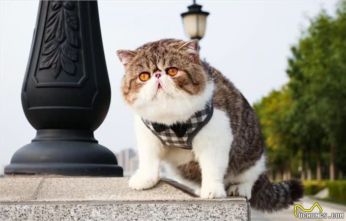 为什么加菲猫的弃养率这么高?网友：养过一次就怕了