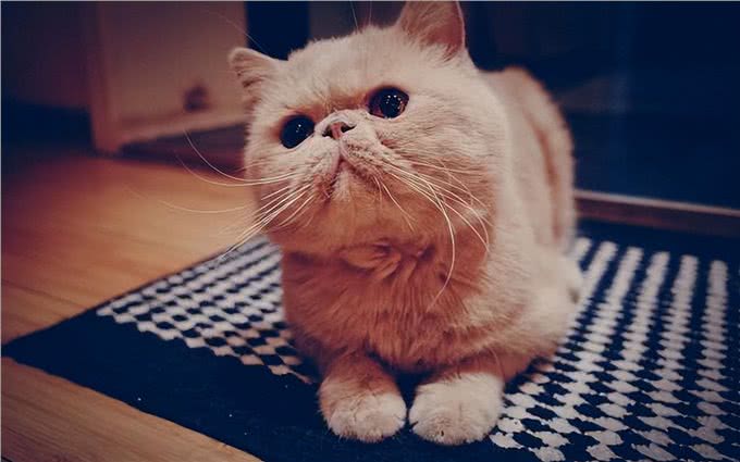 为什么加菲猫的弃养率这么高?网友：养过一次就怕了