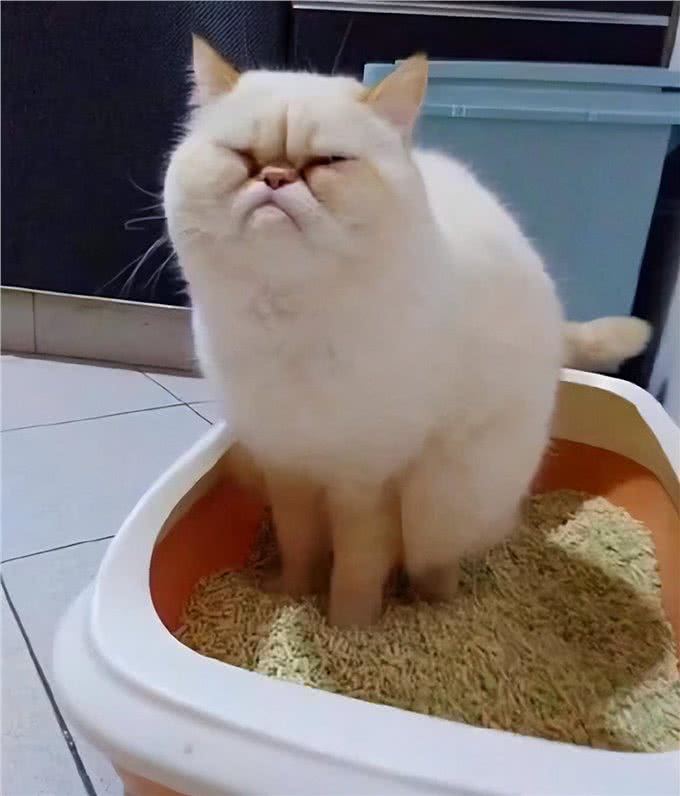 为什么加菲猫的弃养率这么高?网友：养过一次就怕了