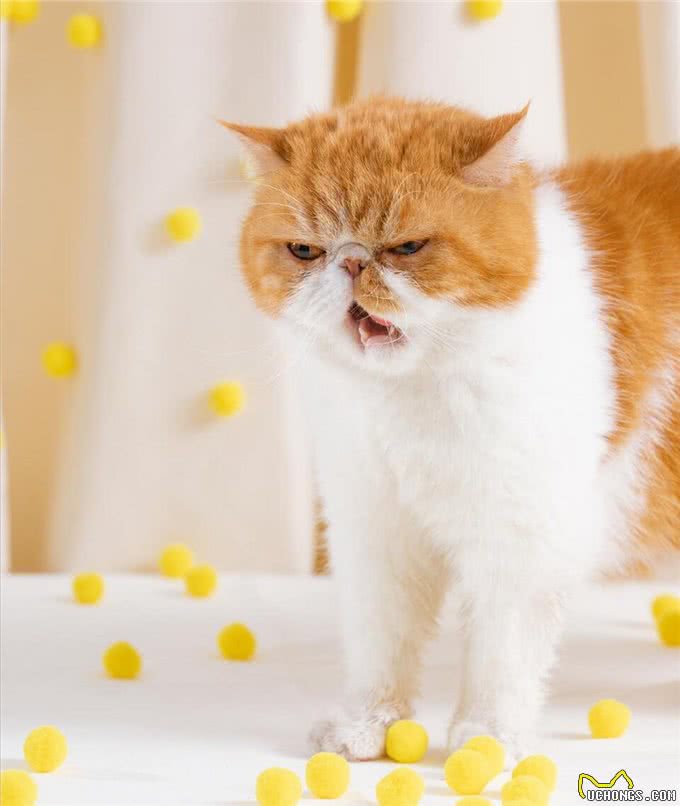 为什么加菲猫的弃养率这么高?网友：养过一次就怕了