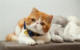 为什么加菲猫的弃养率这么高?网友：养过一次就怕了