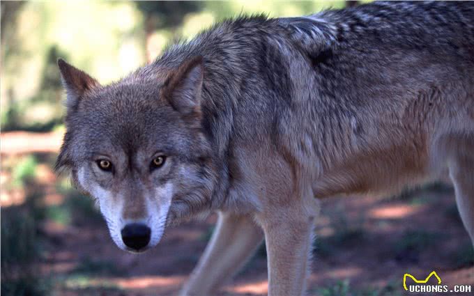 揭秘!狗不是被驯化的狼，两者有区别