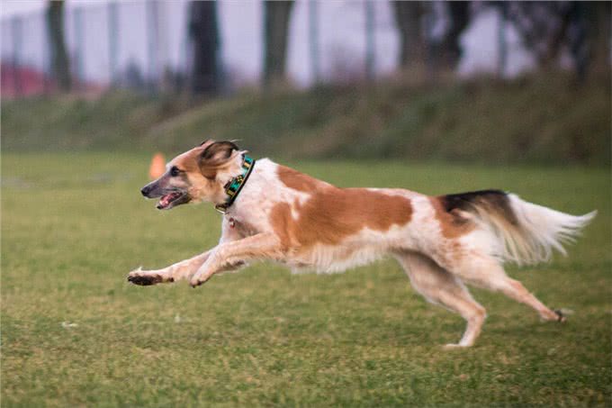 揭秘!狗不是被驯化的狼，两者有区别