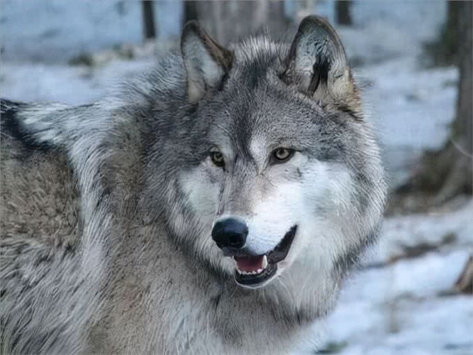 揭秘!狗不是被驯化的狼，两者有区别