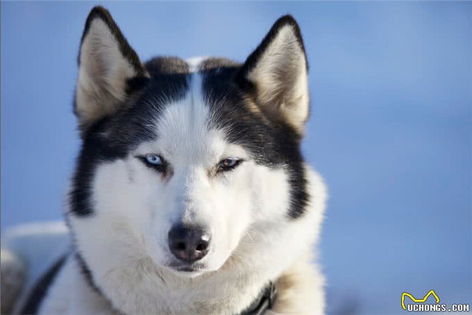 揭秘!狗不是被驯化的狼，两者有区别