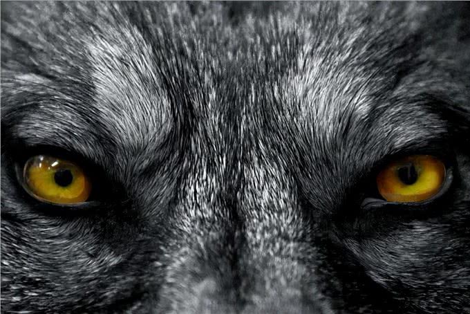 揭秘!狗不是被驯化的狼，两者有区别