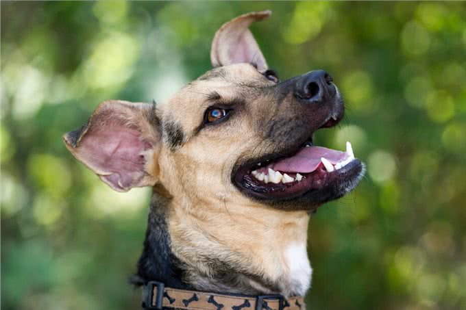 揭秘!狗不是被驯化的狼，两者有区别